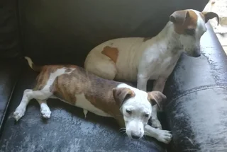 Adorable Jack Russell terrier / Dachshund / Collie mixed breed female puppy - 15 weeks