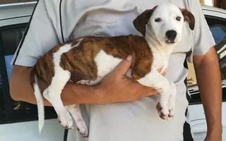 Adorable Jack Russell terrier / Dachshund / Collie mixed breed female puppy - 15 weeks