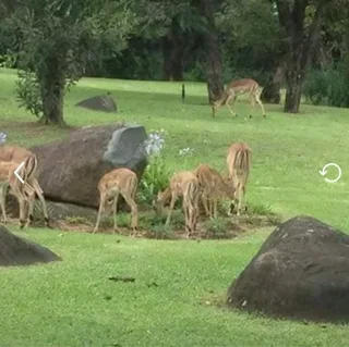 SOLD Christmas week timesheets at Kruger Park Lodge