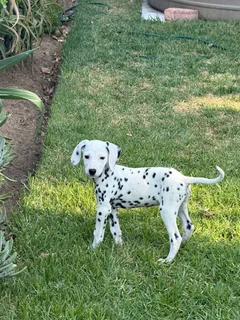 Dalmatian Puppy