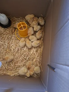 Buff Orpington Chicks