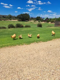 Buff Orpington Chicks