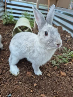 Rabbits - Ad posted by Suzette Bloem