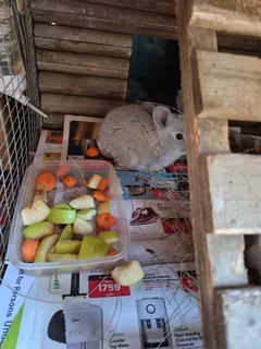 Rabbits - Ad posted by Suzette Bloem