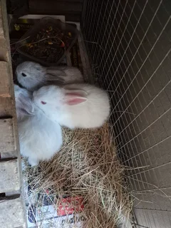 Rabbits - Ad posted by Suzette Bloem