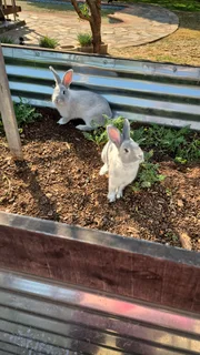 Rabbits - Ad posted by Suzette Bloem