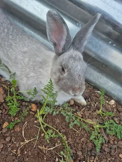 Rabbits - Ad posted by Suzette Bloem