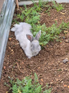 Rabbits - Ad posted by Suzette Bloem