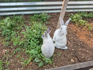 Rabbits - Ad posted by Suzette Bloem