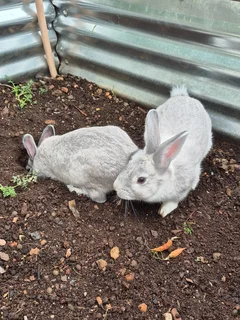 Rabbits - Ad posted by Suzette Bloem