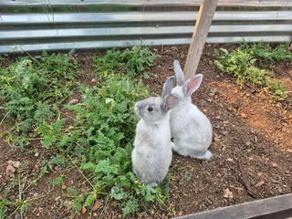 Rabbits - Ad posted by Suzette Bloem