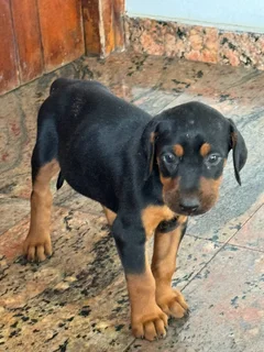 Large Doberman Puppies