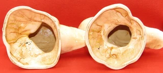 Set of Porcelain Ducks