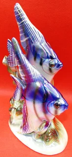 Porcelain Angelfish