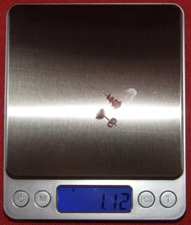 Ladies Stud Earrings