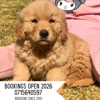 Registered Golden Retriever Pups -Since 2013