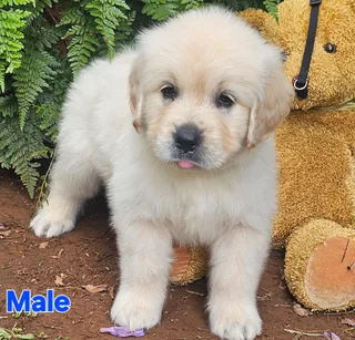 Golden Retrievers ready mid Nov