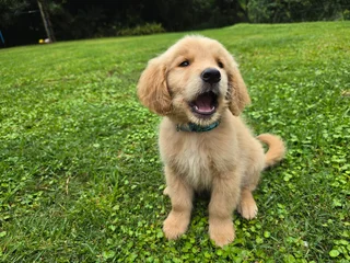 Golden Retriever Puppies