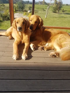 Registered Golden Retriever Puppies