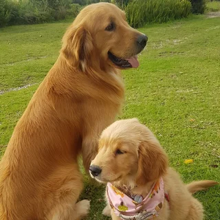 Registered Golden Retriever Puppies