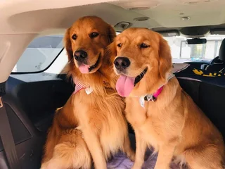 Registered Golden Retriever Puppies