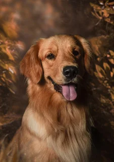 Registered Golden Retriever Puppies