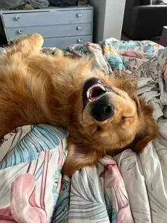 Registered Golden Retriever Puppies