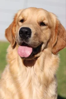 Registered Golden Retriever Puppies