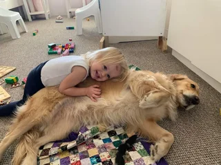 Registered Golden Retriever Puppies