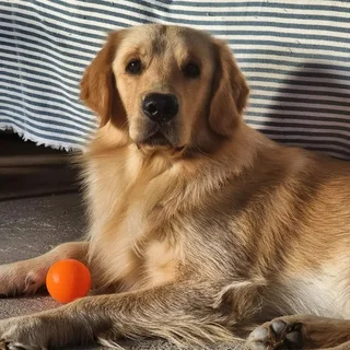 Registered Golden Retriever Puppies