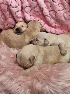 Golden Retriever Registered Puppies