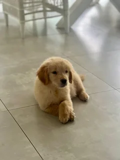 Golden Retrievers - Available