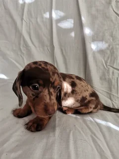 Brown dapple dachund