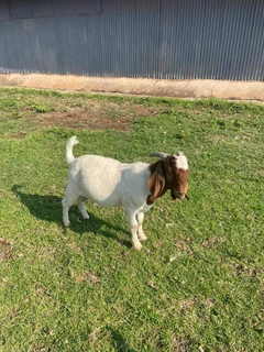 Boer Goat Rams