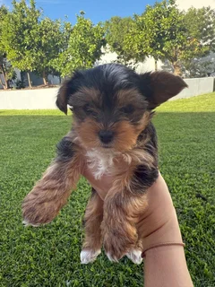 Yorkies For Sale