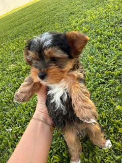 YORKIES FOR SALE