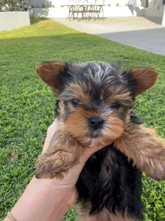 YORKIES FOR SALE