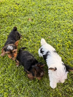 YORKIES FOR SALE