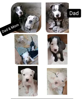 Puppies for Sale
