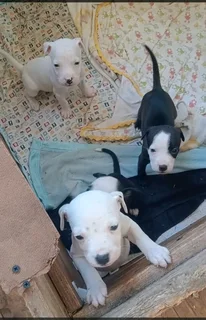 Puppies for Sale