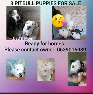 Puppies for Sale