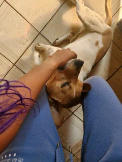 House Sitter Available