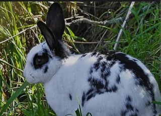 Cute Rabbit babies for sale
