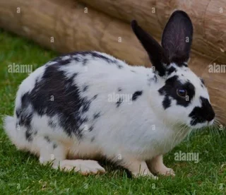 Cute English Rabbits