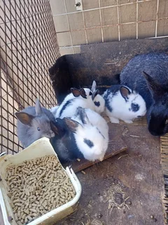 Cute English Rabbits