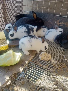 Cute English Rabbits