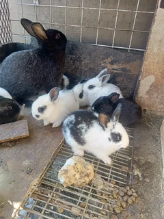 Cute English Rabbits