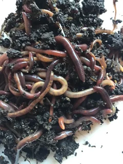 Earthworms / Redwrigglers