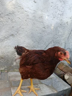 4 months Pure RIR roaster