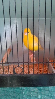 Canaries for sale